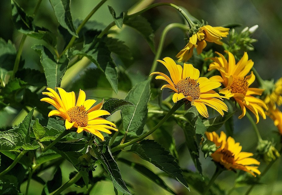 Топинамбур - Helianthus tuberosus.