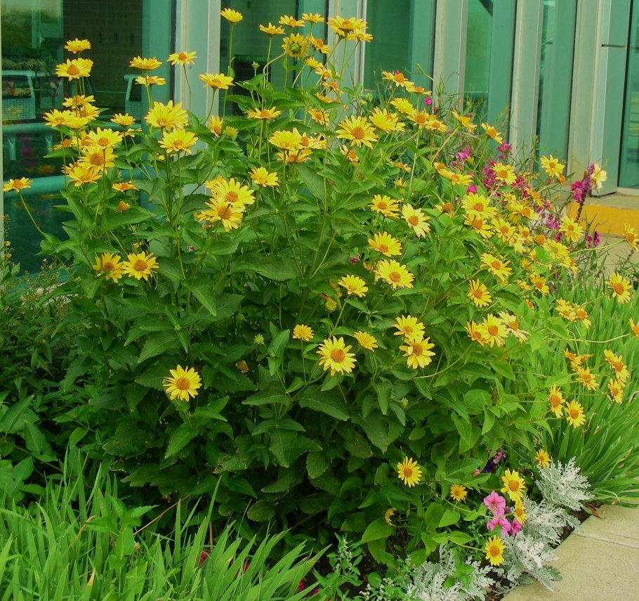 Подсолнух многолетний Максимилиана