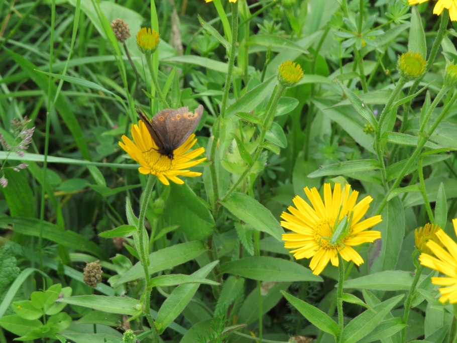 Подсолнечник многолетний Максимилиана