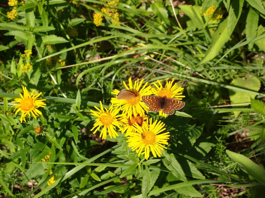 Подсолнечник иволистный salicifolia