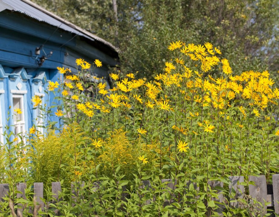 Подсолнечник мелкоголовчатый