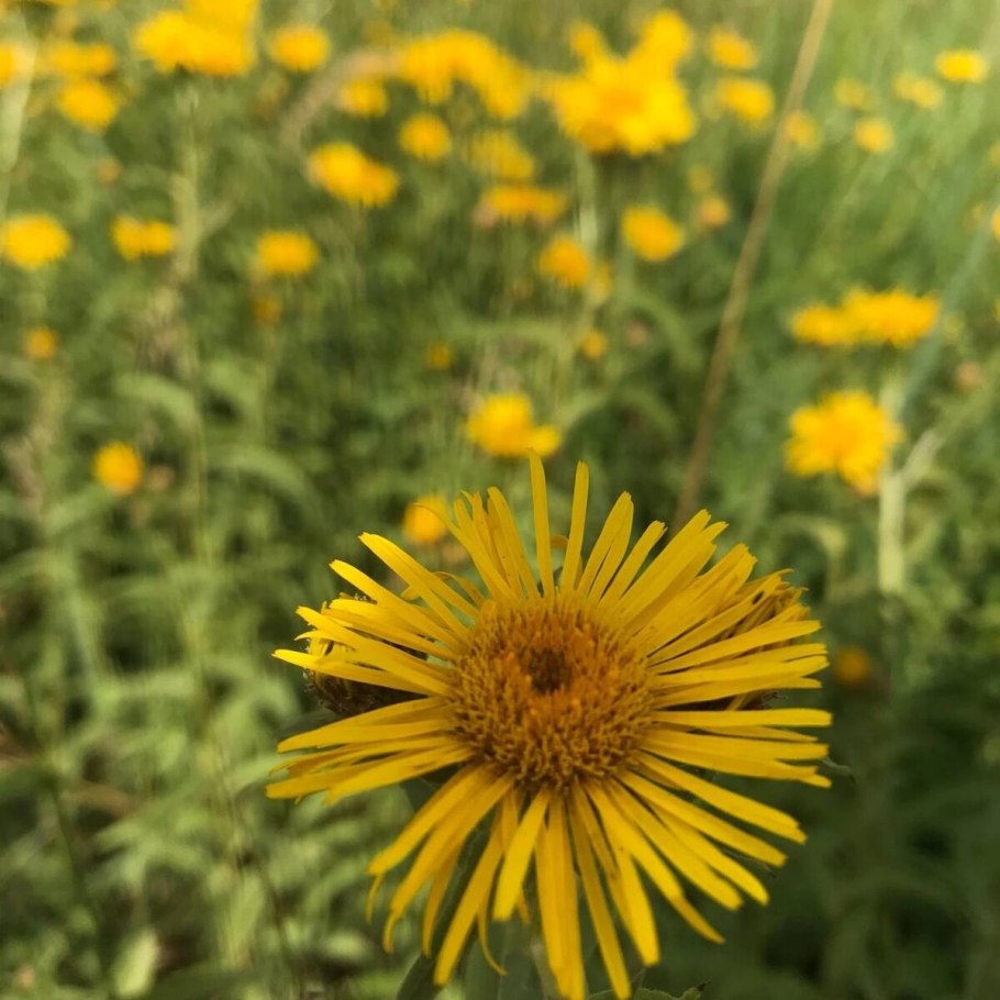 Девясил иволистный