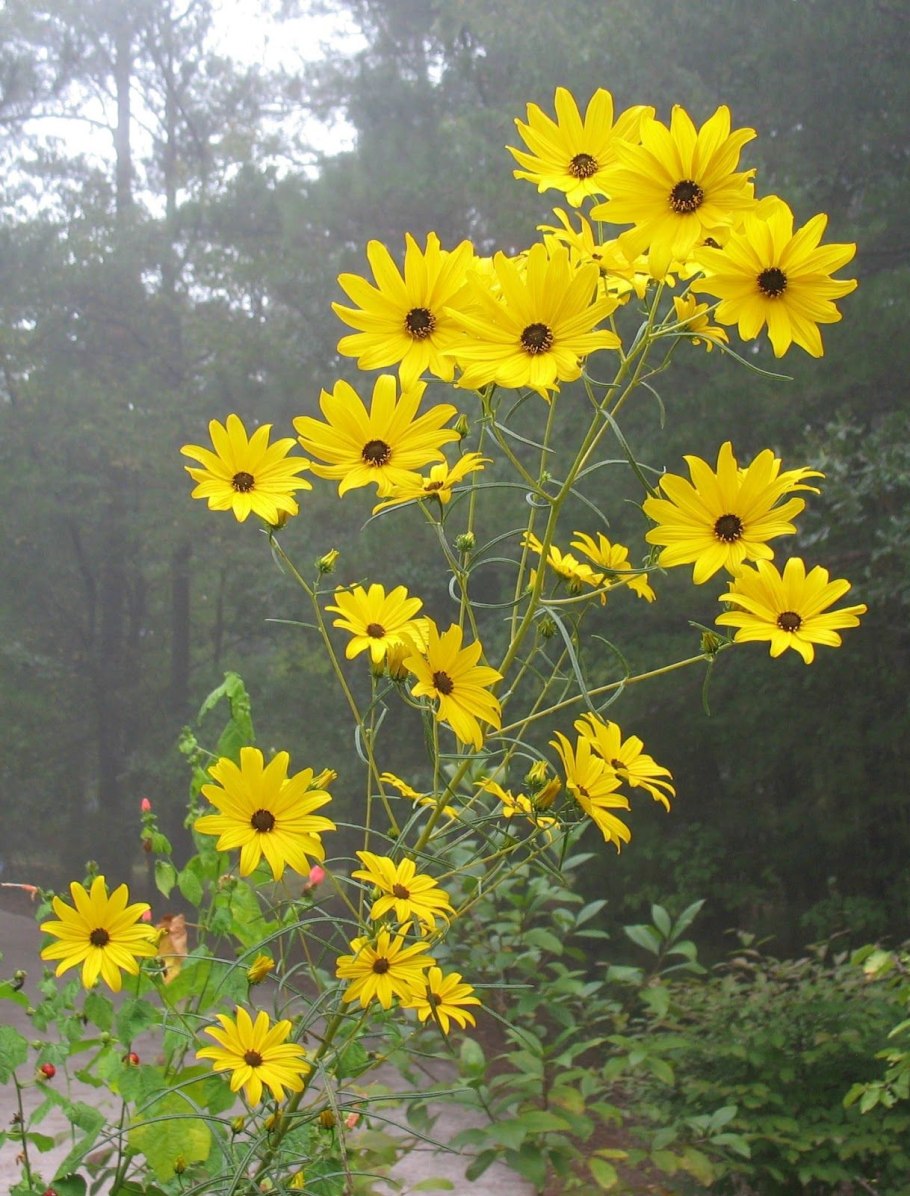 Helianthus giganteus