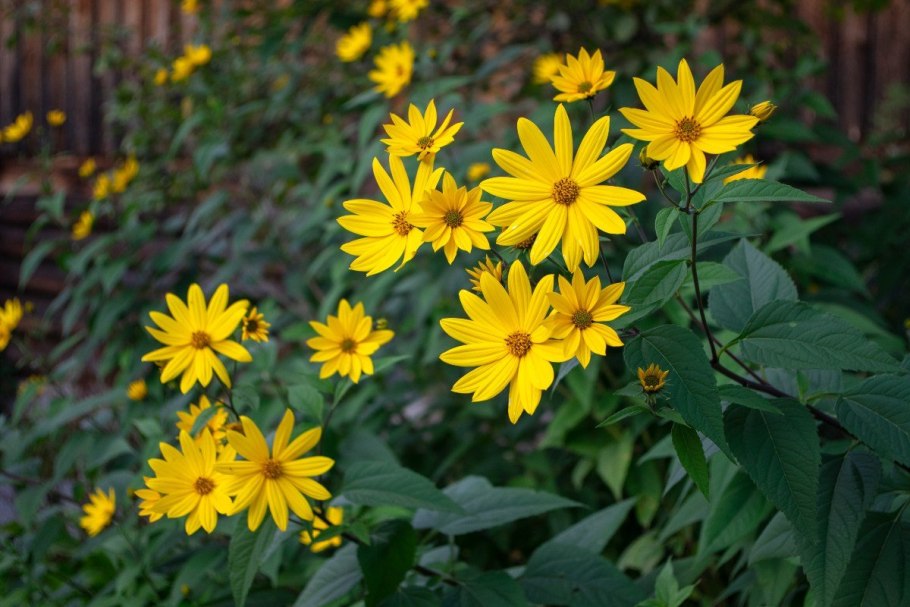Helianthus annuus 'осенний красавец'