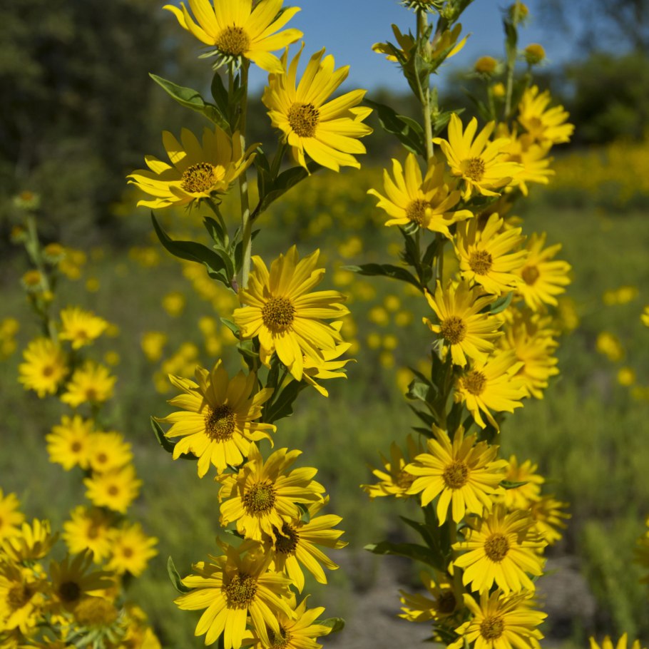 Buphthalmum salicifolium