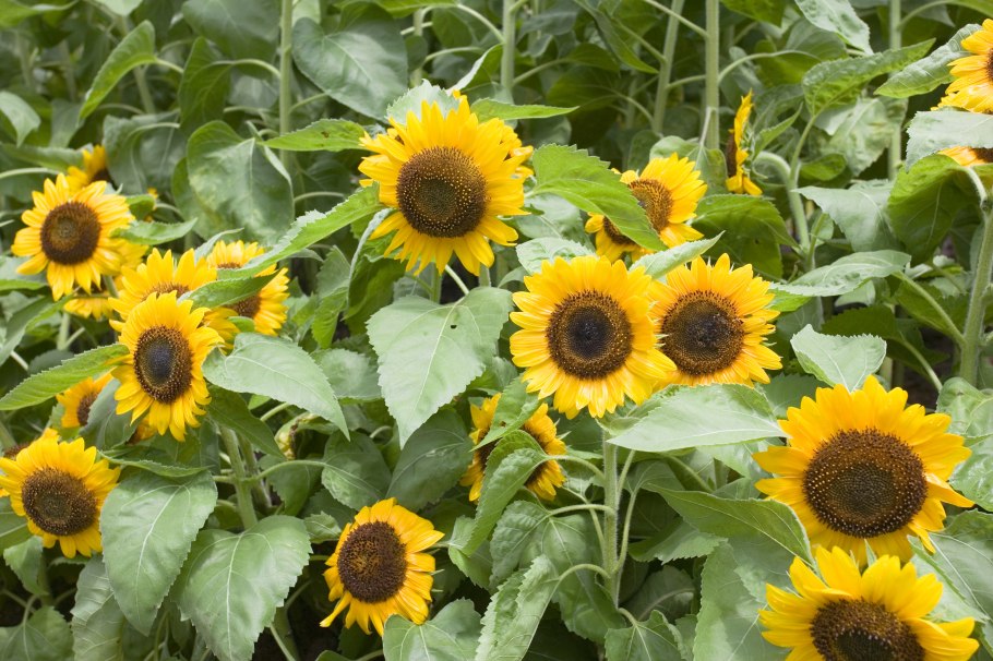 Подсолнечник санспот