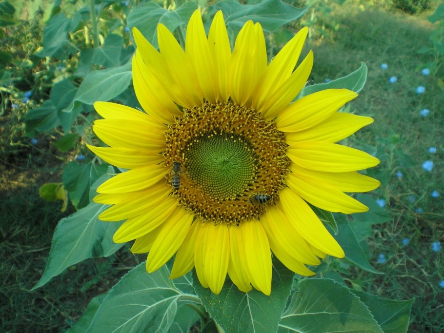 Подсолнечник айс Крим