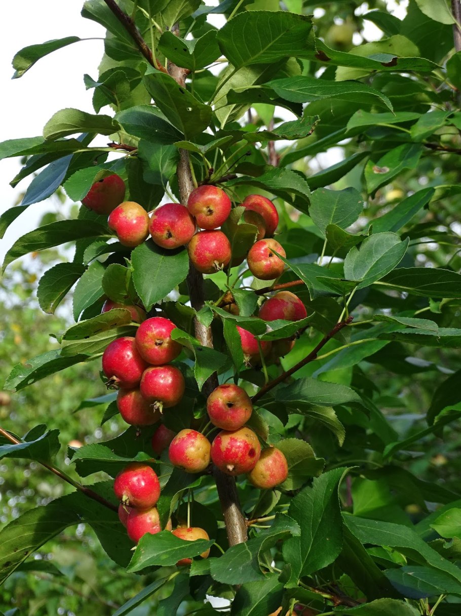 Яблоня китайка цветет
