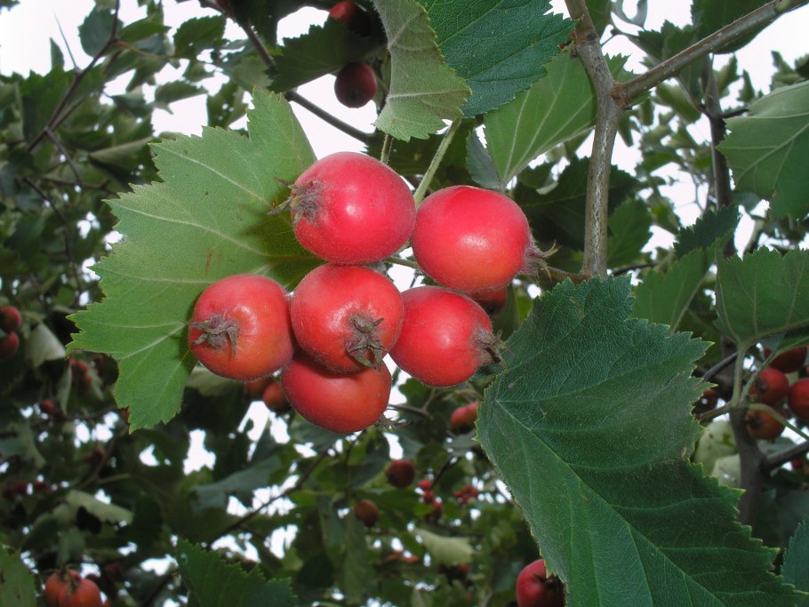 Боярышник Арнольда Crataegus arnoldiana