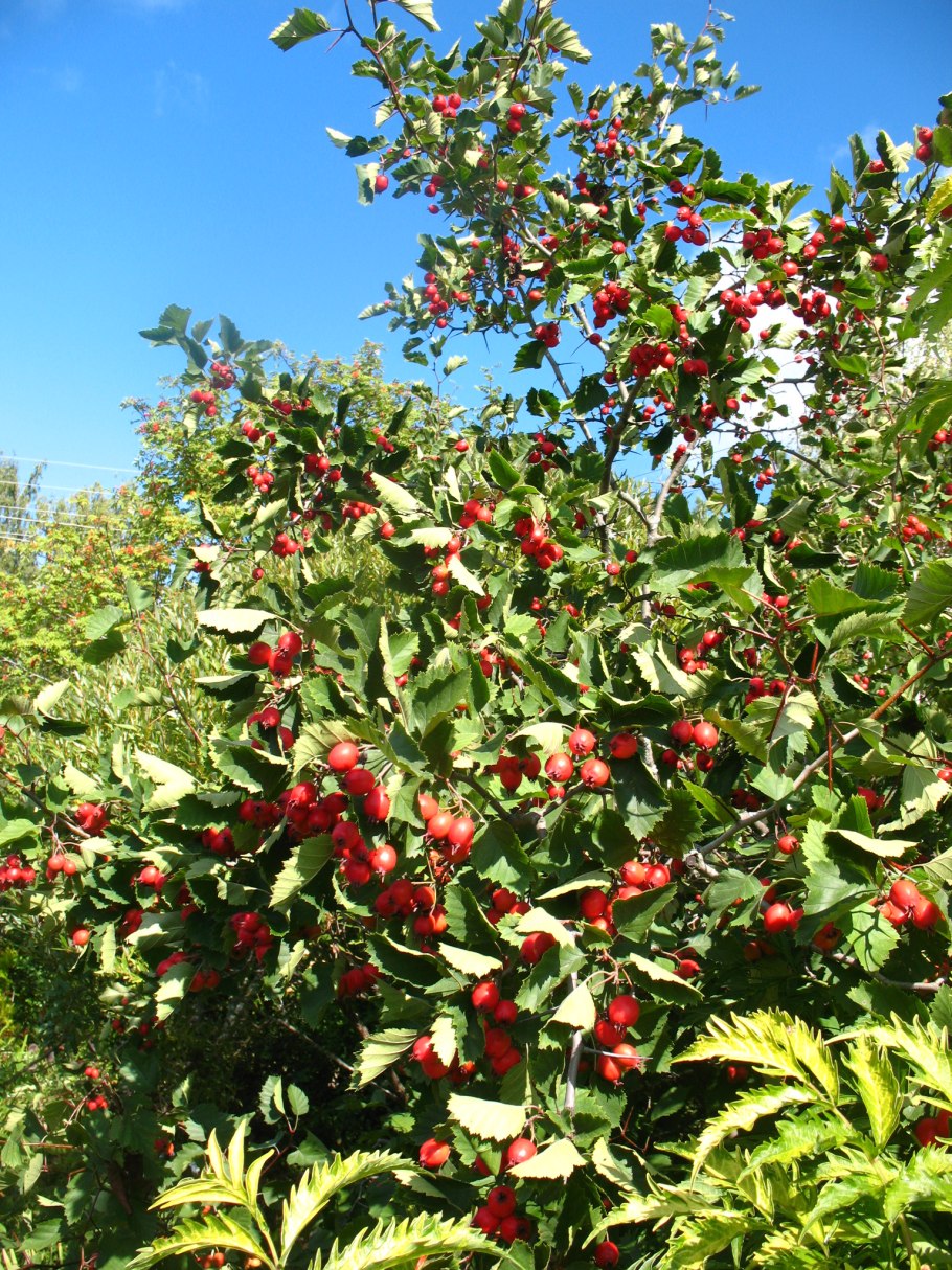 Райские яблочки сорт