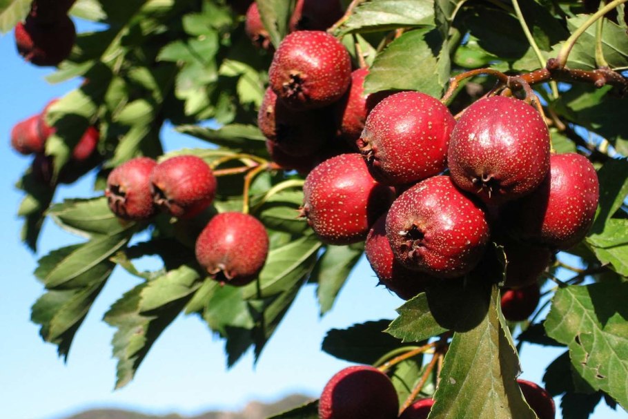 Энн Мортимер акварель