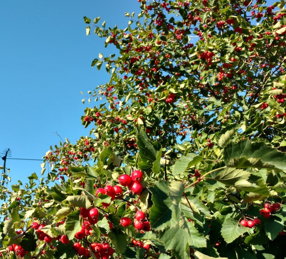 Боярышник крупноплодный райское яблочко