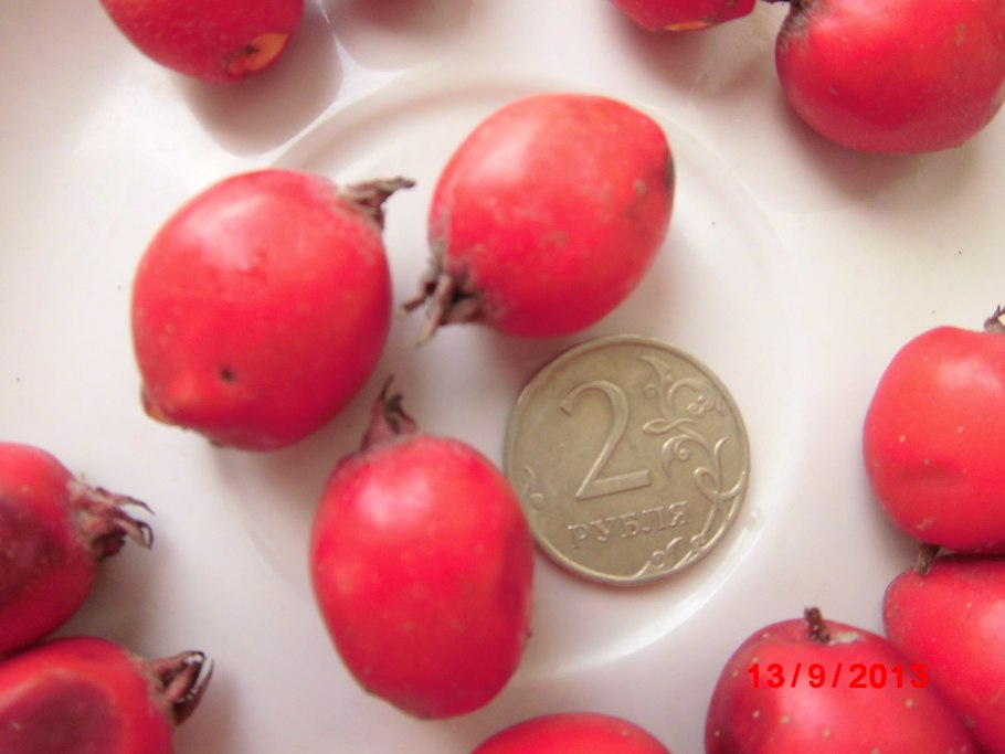 Боярышник китайский крупноплодный