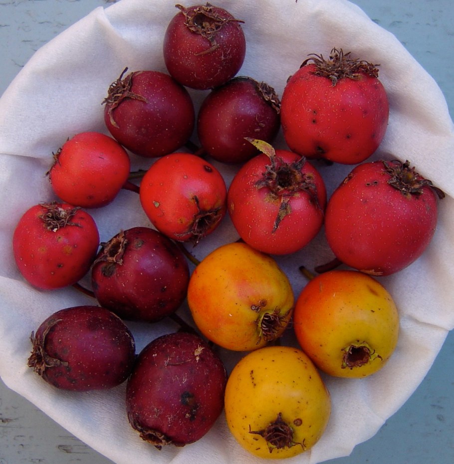 Sorbus Intermedia листья