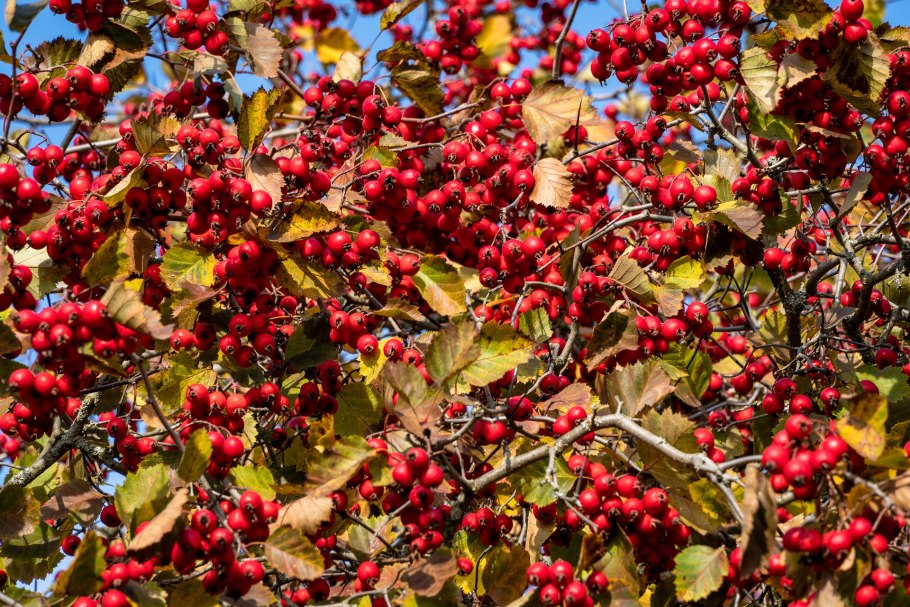 Боярышник сорта райское яблочко