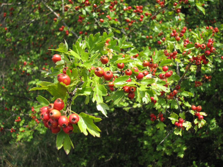 Боярышник рябина Гранатная