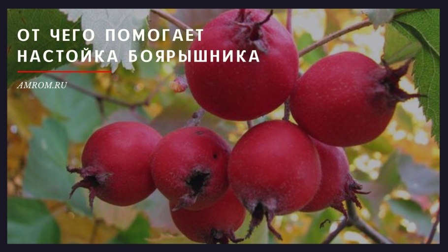 Яблоня Райские яблочки