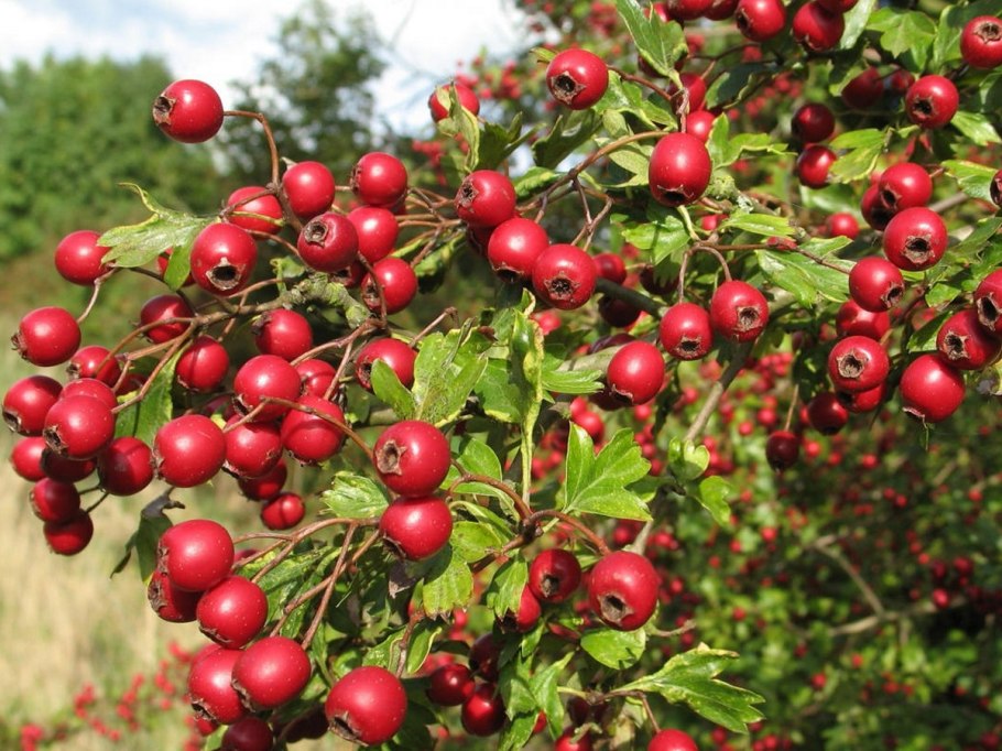 Боярышник компот