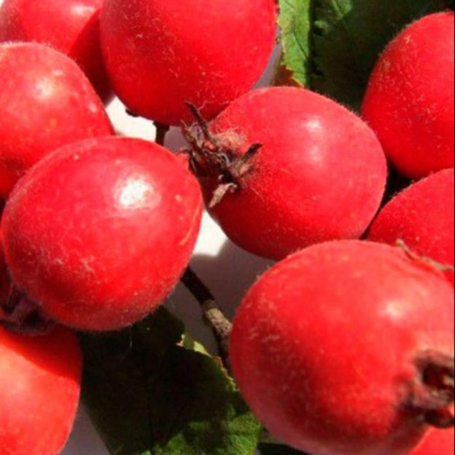 Яблоня сливолистная