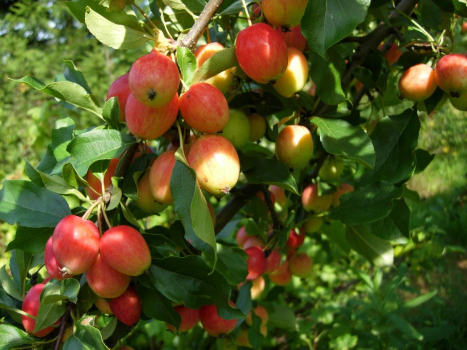 Боярышник вееровидный