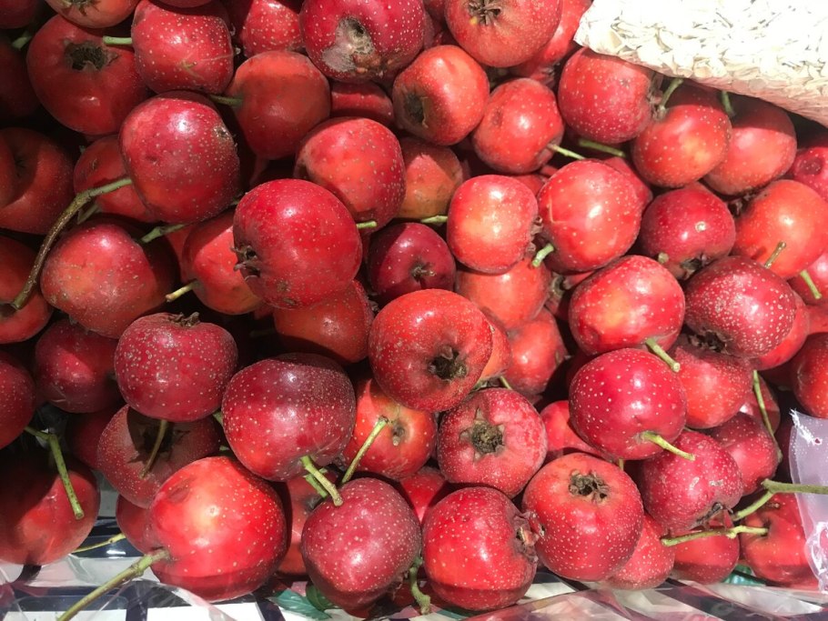 Яблоня райка дуболистная