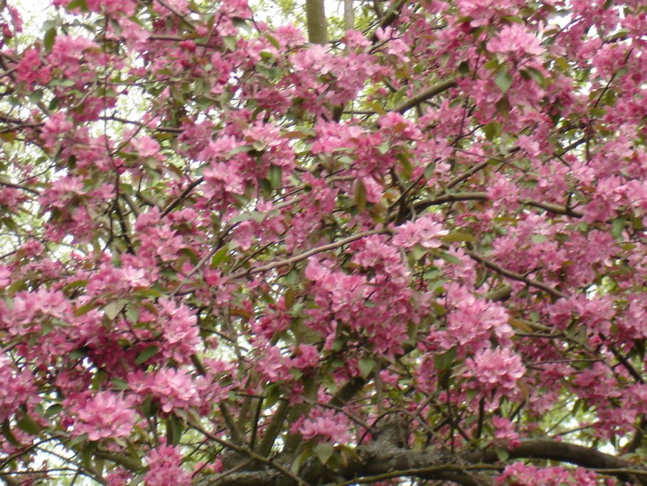 Боярышник мягковатый - Crataegus submollis