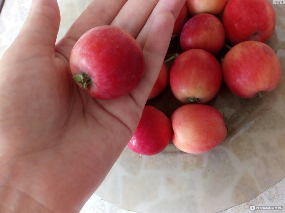 Боярышник кроваво-красный описание