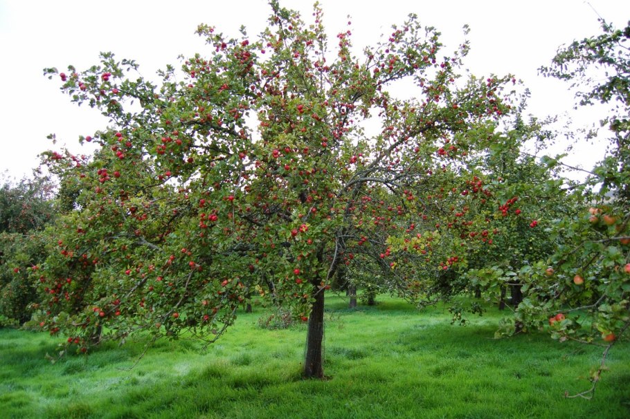 Берри красный дерево Буш