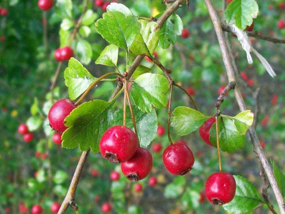 Яблоня Сиверса осенью дерево