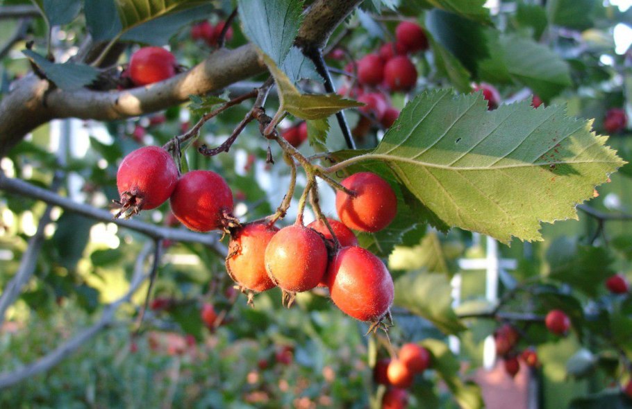 Боярышник ГФ