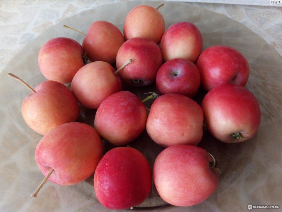 Шиповник Барбарис боярышник