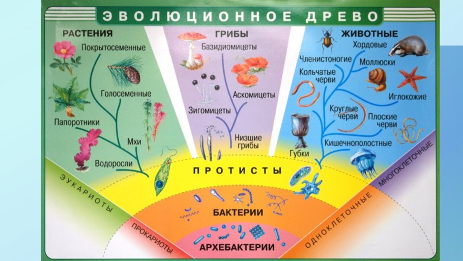 Соцветия таблица с примерами