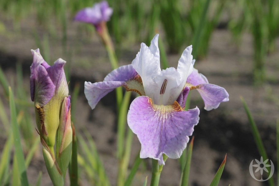 Ирис балерина данс