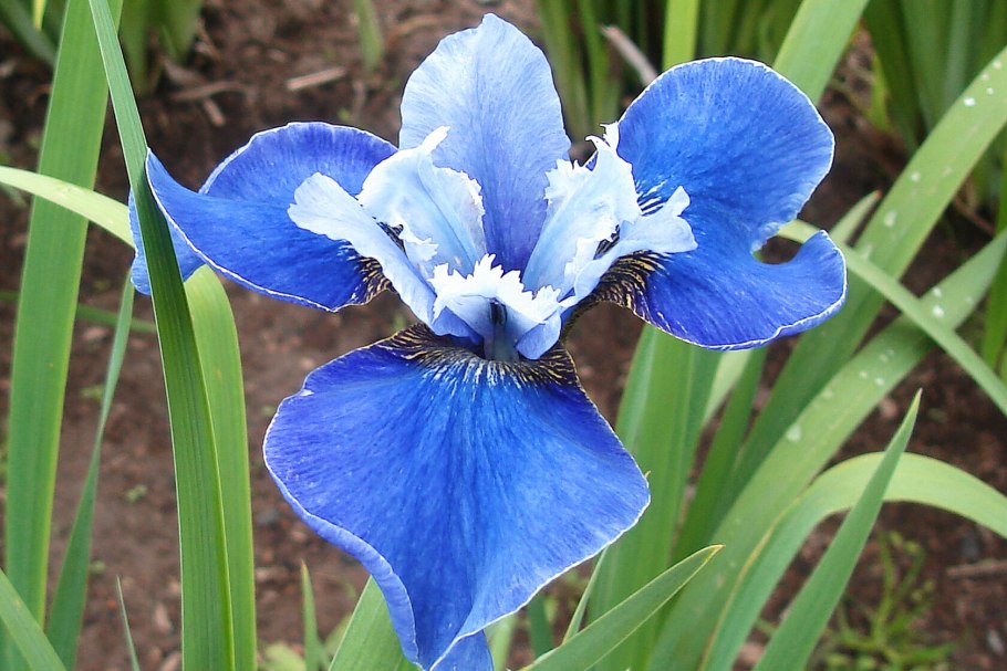 Iris sibirica Dawn Waltz