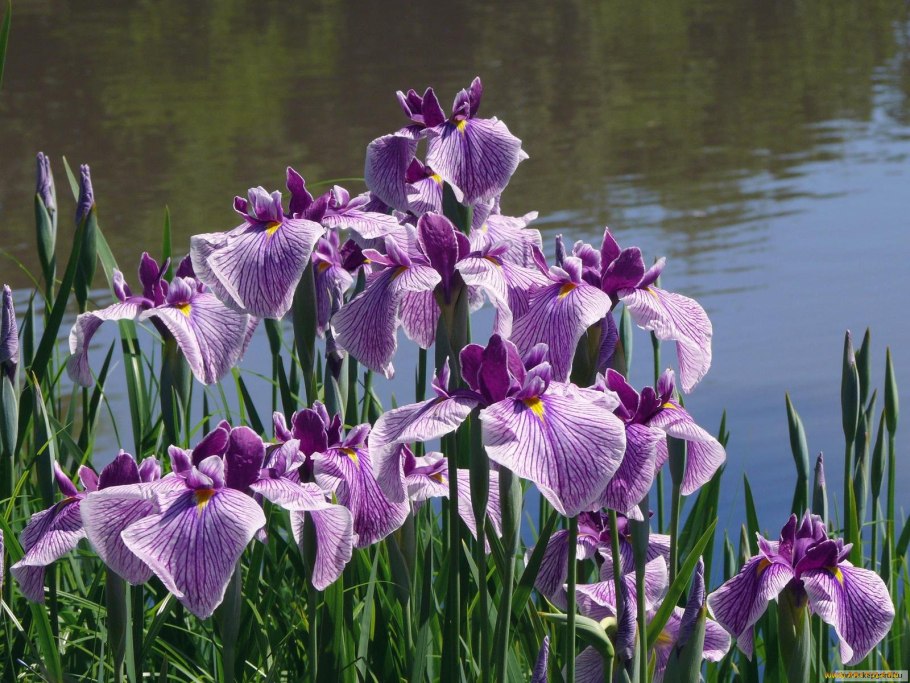Ирис Сибирский (Iris sibirica &#96;Imperial Opal&#96;)