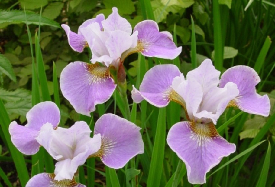 Ирис Сибирский Dance Ballerina