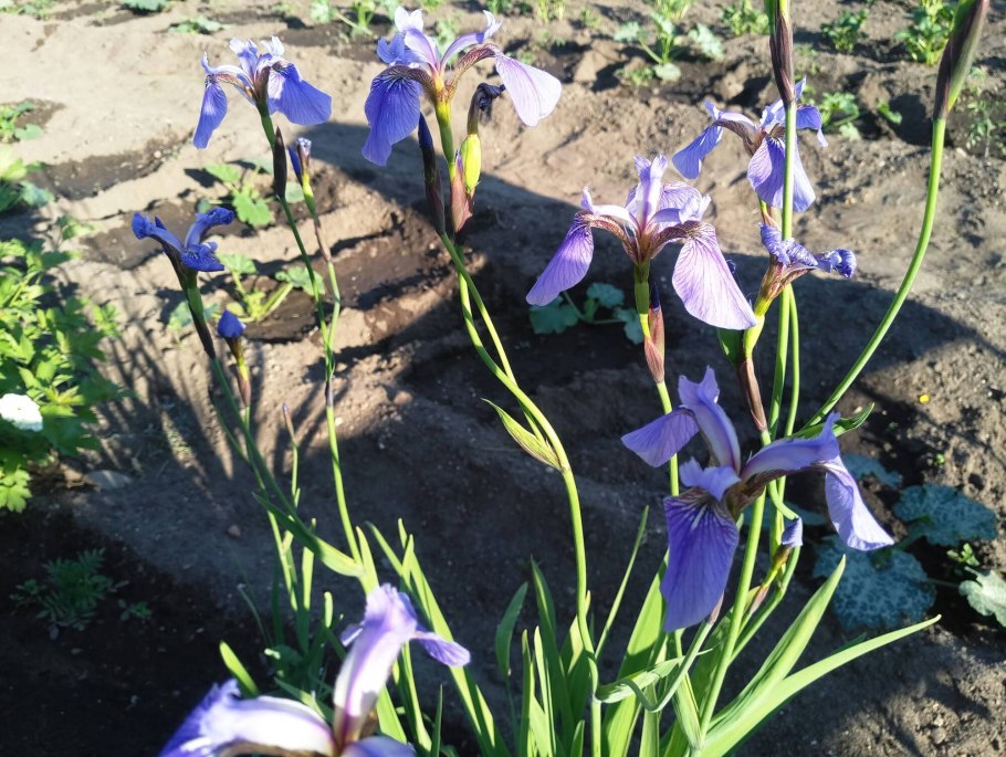 Ирис пестрый с2 Iris versicolor