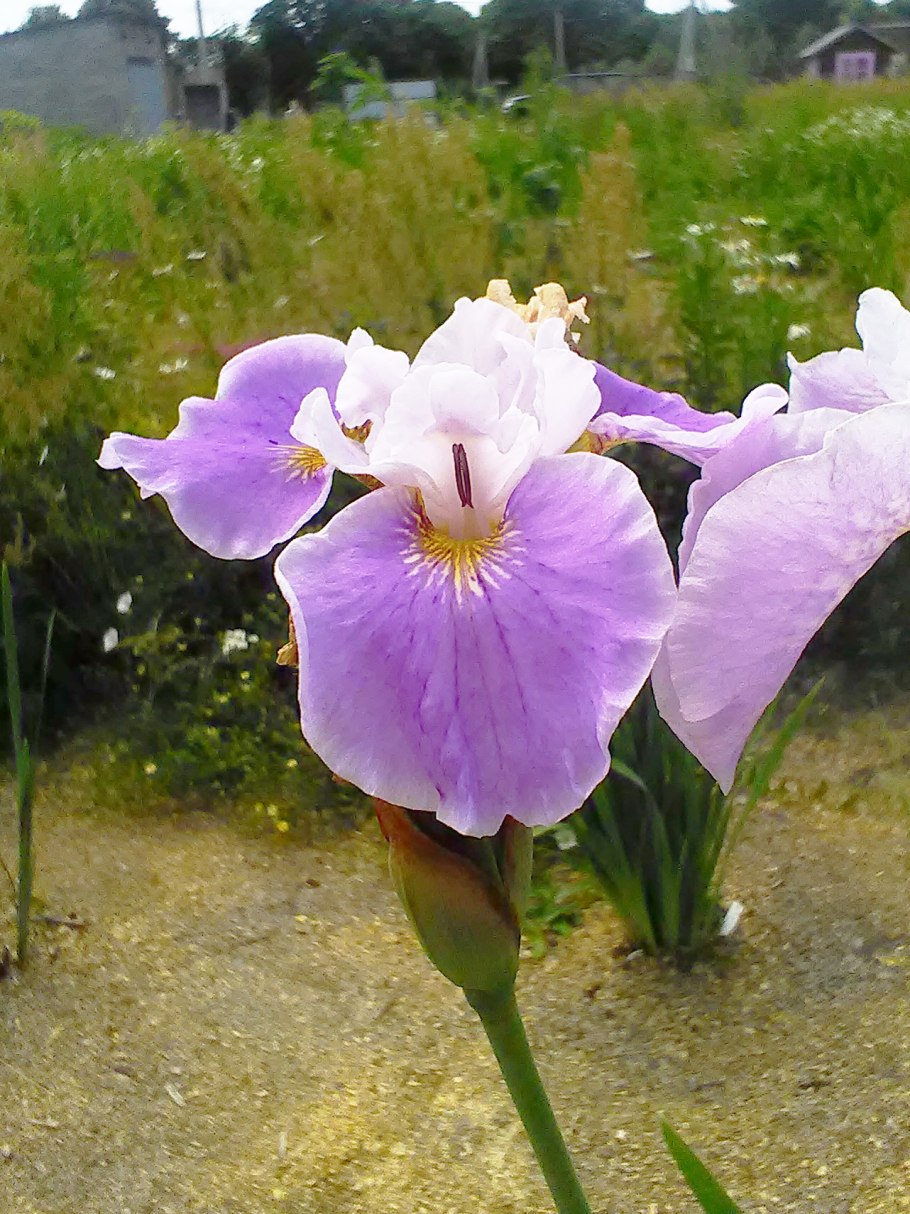 Dancing Dolphin Ирис