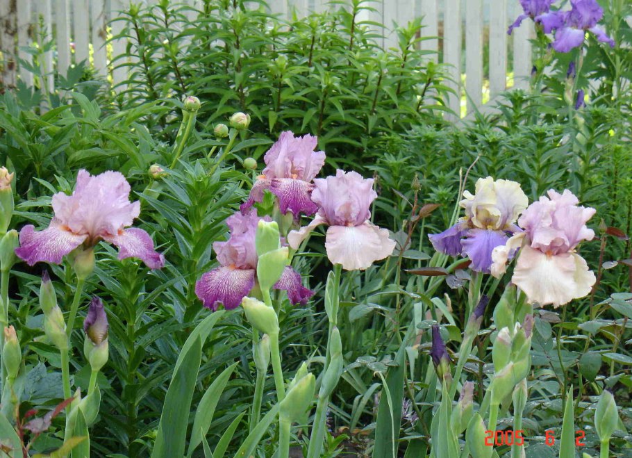 Ирис Сибирский valda