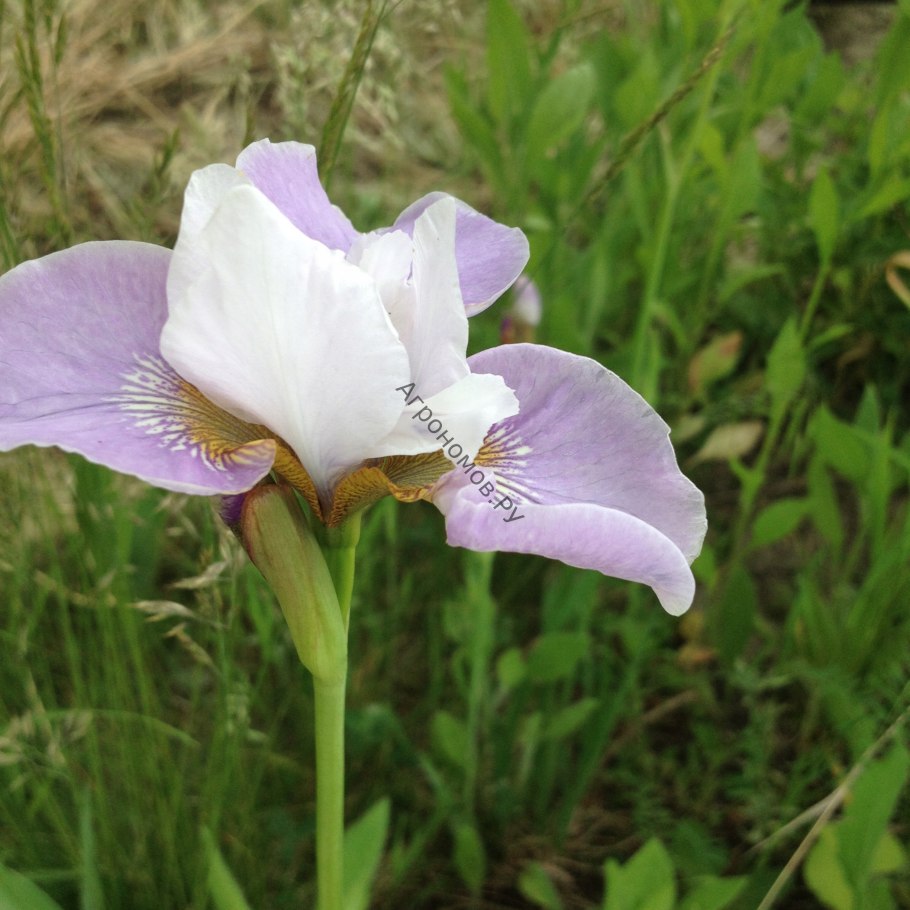 Mission Ridge Ирис Германика (Iris Germ.)