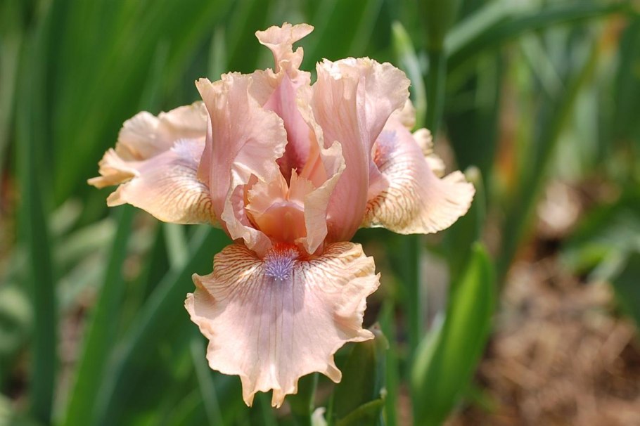 Ирис Сибирский Конкорд краш