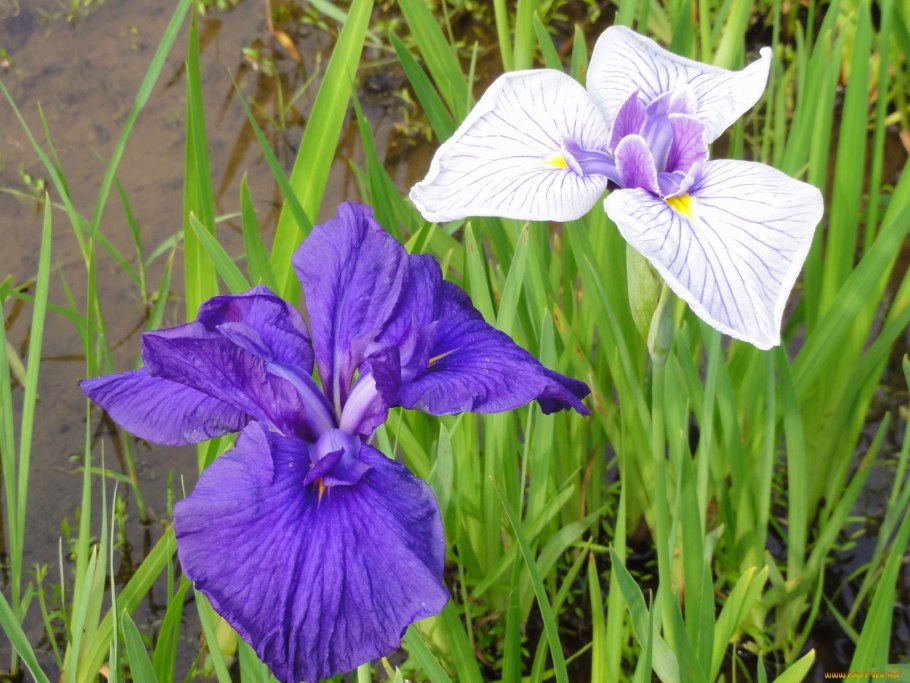 Луиза глюк дикий Ирис