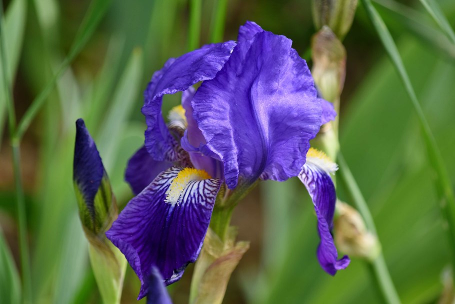 Голландский Ирис иридодиктиум