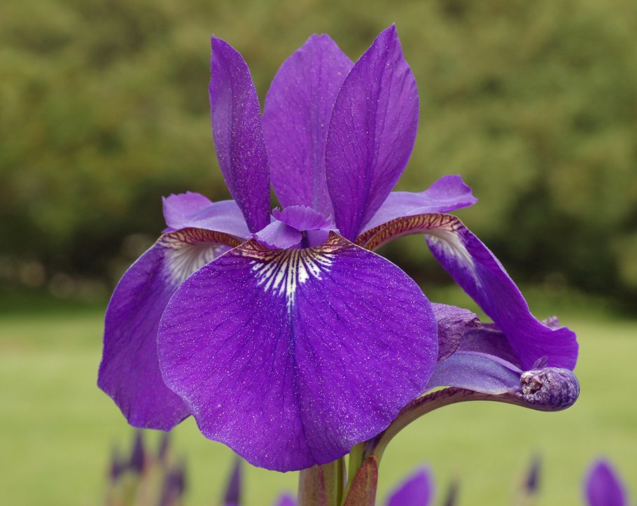 Ирис Сибирский Iris sibirica
