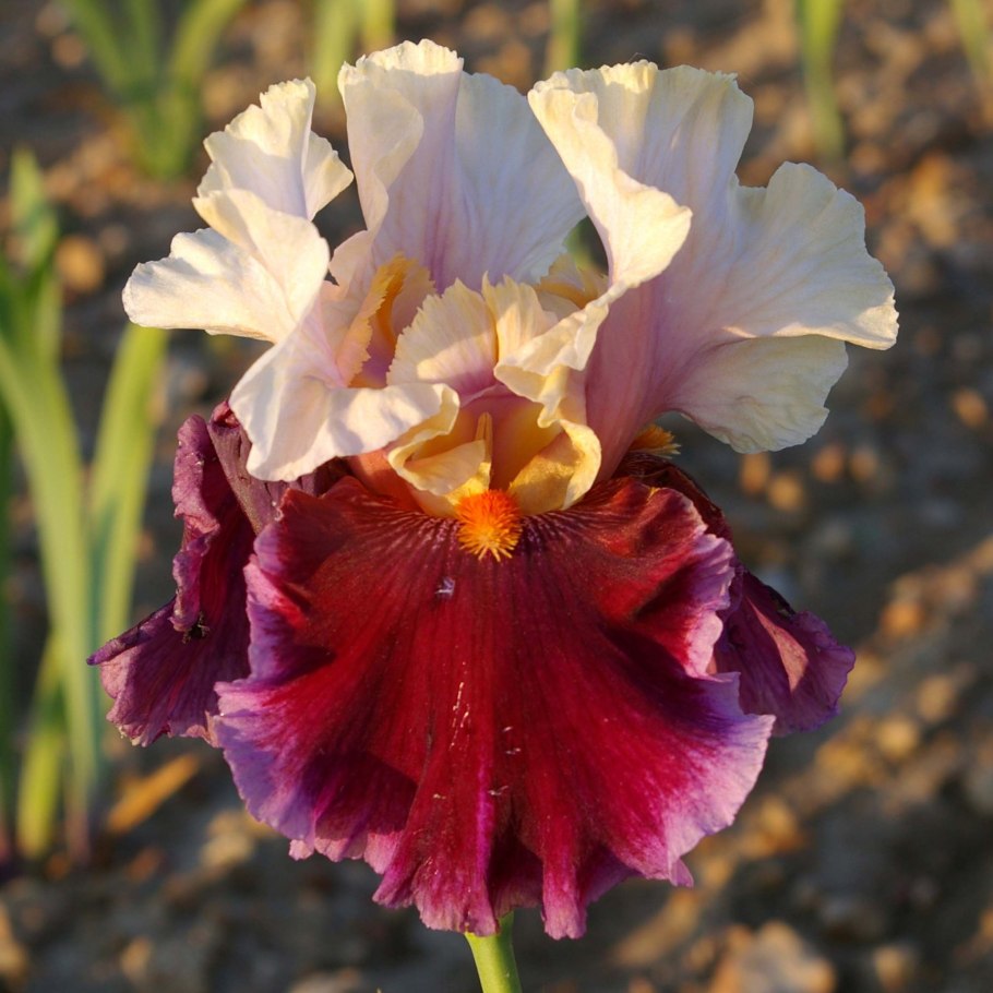 Ирис Касатик Сибирский Iris sibirica
