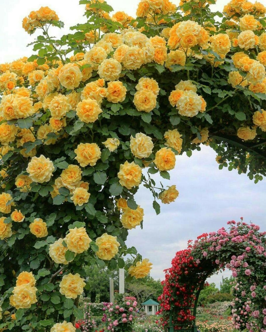 Роза Casino плетистая