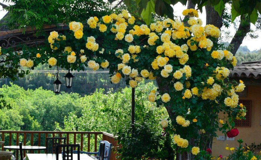 Персиан Йеллоу роза плетистая