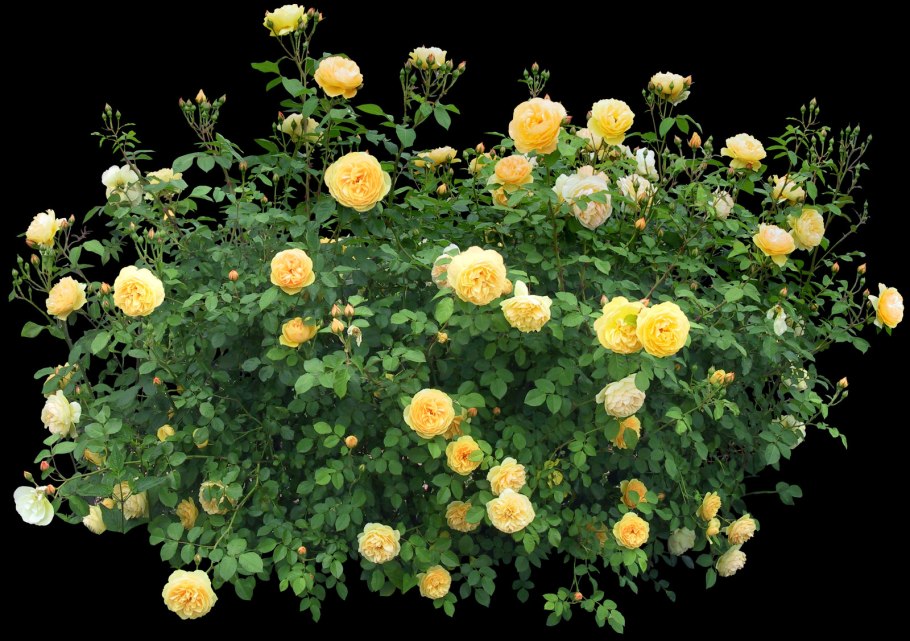 Моноцветник розарий