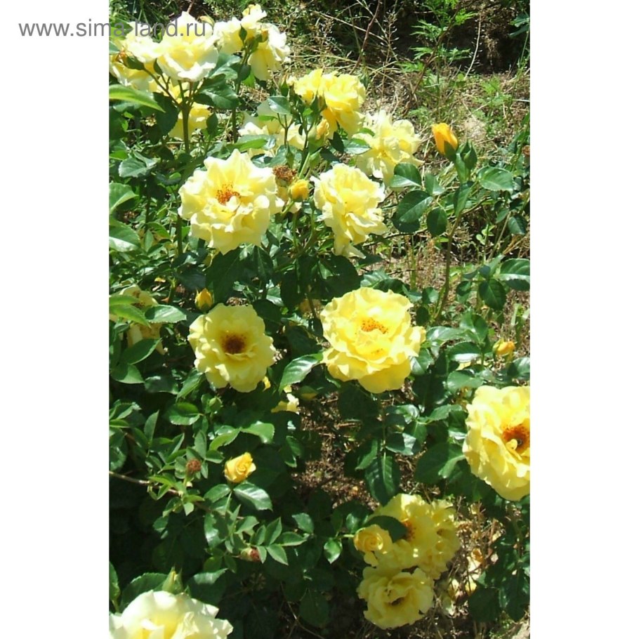 Роза Мими Эден