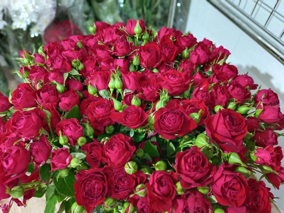 Роза Камея плетистая